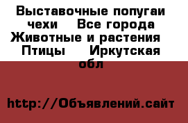 Выставочные попугаи чехи  - Все города Животные и растения » Птицы   . Иркутская обл.